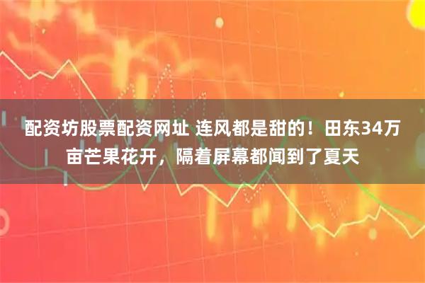 配资坊股票配资网址 连风都是甜的！田东34万亩芒果花开，隔着屏幕都闻到了夏天